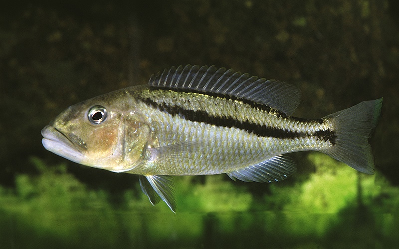 Aristochromis christyi